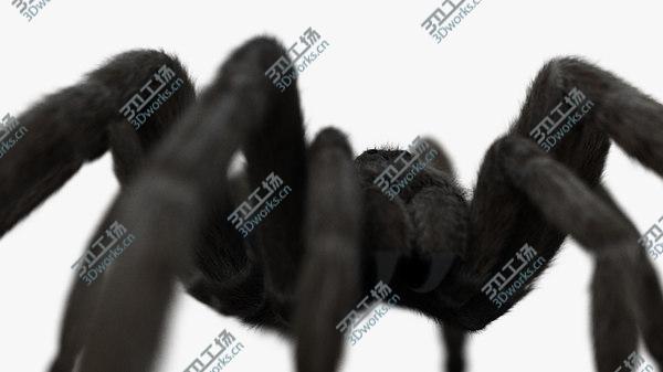 images/goods_img/20210312/3D Tarantula/5.jpg